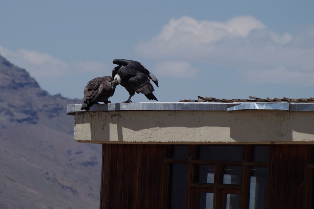 condors_on_roof.jpg